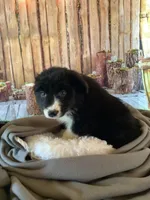 Kenyon, a male Australian Shepherd for sale in Argos, IN – Photo 8 of 10
