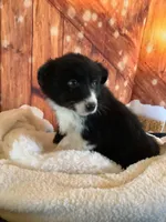 Kenyon, a male Australian Shepherd for sale in Argos, IN – Photo 4 of 10