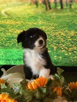 Kenyon, a male Australian Shepherd for sale in Argos, IN – Photo 5 of 10