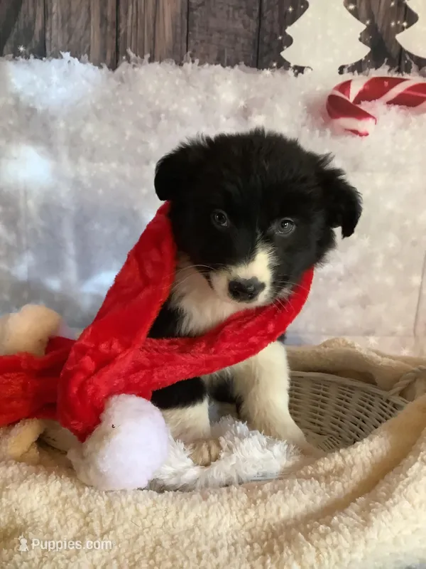 Kenyon, a male Australian Shepherd for sale in Argos, IN – Photo 1 of 10