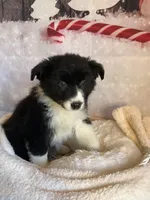 Kenyon, a male Australian Shepherd for sale in Argos, IN – Photo 7 of 10