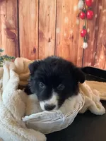 Kenyon, a male Australian Shepherd for sale in Argos, IN – Photo 3 of 10