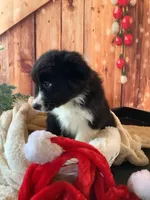 Kenyon, a male Australian Shepherd for sale in Argos, IN – Photo 6 of 10