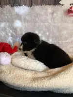 Kenyon, a male Australian Shepherd for sale in Argos, IN – Photo 2 of 10