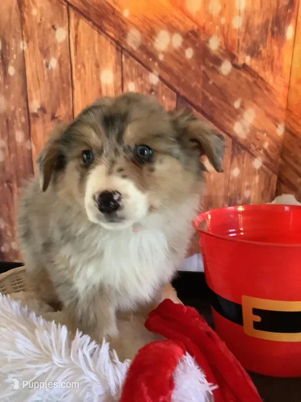 Klara, a female Australian Shepherd for sale in Argos, IN – Photo 1 of 10