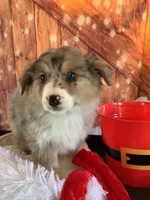 Klara, a female Australian Shepherd for sale in Argos, IN – Photo 1 of 10
