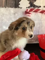 Klara, a female Australian Shepherd for sale in Argos, IN – Photo 6 of 10