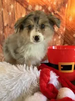 Klara, a female Australian Shepherd for sale in Argos, IN – Photo 2 of 10
