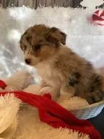 Klara, a female Australian Shepherd for sale in Argos, IN – Photo 4 of 10