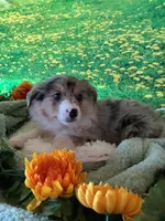 Klara, a female Australian Shepherd for sale in Argos, IN – Photo 7 of 10