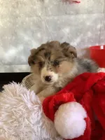 Klara, a female Australian Shepherd for sale in Argos, IN – Photo 3 of 10