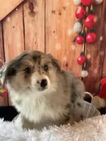 Klara, a female Australian Shepherd for sale in Argos, IN – Photo 8 of 10
