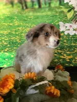 Klara, a female Australian Shepherd for sale in Argos, IN – Photo 5 of 10