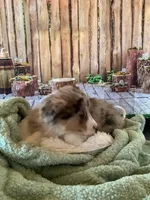 Klara, a female Australian Shepherd for sale in Argos, IN – Photo 9 of 10