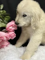 Trumpet, a male English Cream Golden Retriever for sale in Argos, IN – Photo 9 of 10