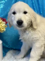 Trumpet, a male English Cream Golden Retriever for sale in Argos, IN – Photo 2 of 10