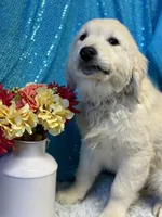 Trumpet, a male English Cream Golden Retriever for sale in Argos, IN – Photo 6 of 10