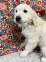 Trumpet, a male English Cream Golden Retriever for sale in Argos, IN – Photo 5 of 10