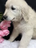 Trumpet, a male English Cream Golden Retriever for sale in Argos, IN – Photo 4 of 10