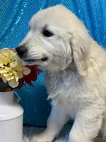 Trumpet, a male English Cream Golden Retriever for sale in Argos, IN – Photo 8 of 10
