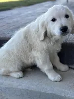 Trumpet, a male English Cream Golden Retriever for sale in Argos, IN – Photo 7 of 10