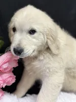 Trumpet, a male English Cream Golden Retriever for sale in Argos, IN – Photo 3 of 10