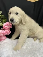Trumpet, a male English Cream Golden Retriever for sale in Argos, IN – Photo 10 of 10
