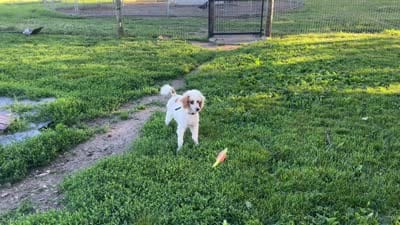 Leo, a male Poodle - Miniature  for sale in Argos, IN – 9 of 9