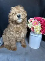 Ashlyn, a female Goldendoodle for sale in Argos, IN – Photo 6 of 9