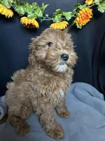 Ashlyn, a female Goldendoodle for sale in Argos, IN – Photo 7 of 9