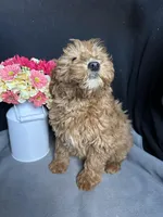 Ashlyn, a female Goldendoodle for sale in Argos, IN – Photo 3 of 9