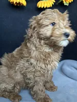 Ashlyn, a female Goldendoodle for sale in Argos, IN – Photo 4 of 9