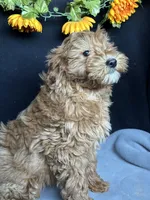Ashlyn, a female Goldendoodle for sale in Argos, IN – Photo 5 of 9