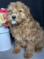 Ashlyn, a female Goldendoodle for sale in Argos, IN – Photo 2 of 9
