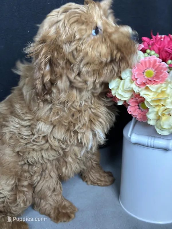 Ashlyn, a female Goldendoodle for sale in Argos, IN – Photo 1 of 9