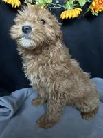 Ashlyn, a female Goldendoodle for sale in Argos, IN – Photo 8 of 9