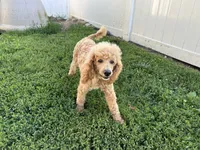 Linc, a male Poodle - Miniature  for sale in Argos, IN – 4 of 5