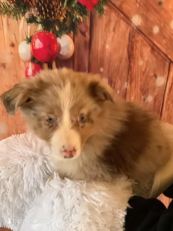 Krystal, a female Australian Shepherd for sale in Argos, IN – Photo 1 of 2