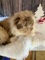 Krystal, a female Australian Shepherd for sale in Argos, IN – Photo 2 of 2