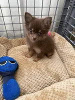 Sofi, a female Pomeranian and Maltipom for sale in Paramount, CA – 4 of 4