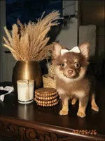 Sofi, a female Pomeranian and Maltipom for sale in Paramount, CA – 3 of 4