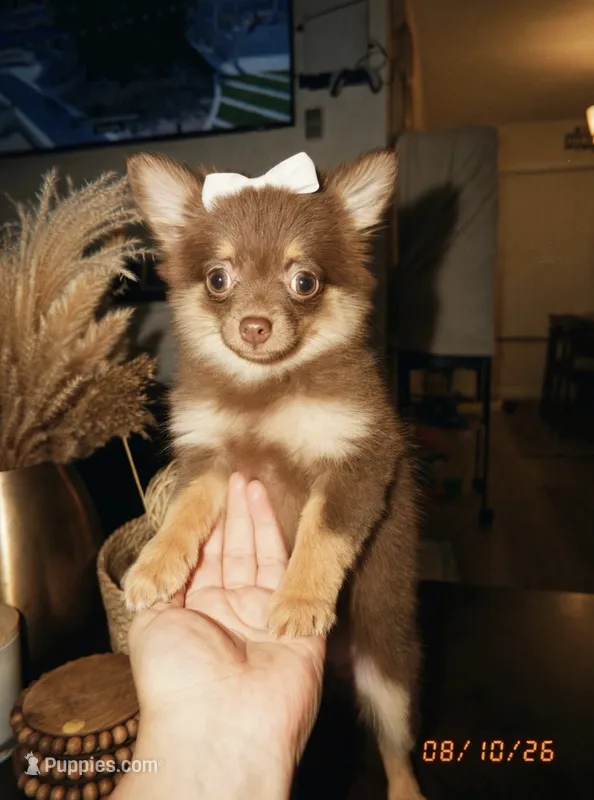 Sofi – Pomeranian, Maltipom puppy for sale in Paramount, CA