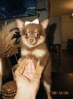 Sofi, a female Pomeranian and Maltipom for sale in Paramount, CA – 1 of 4