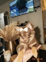 Sofi, a female Pomeranian and Maltipom for sale in Paramount, CA – 2 of 4