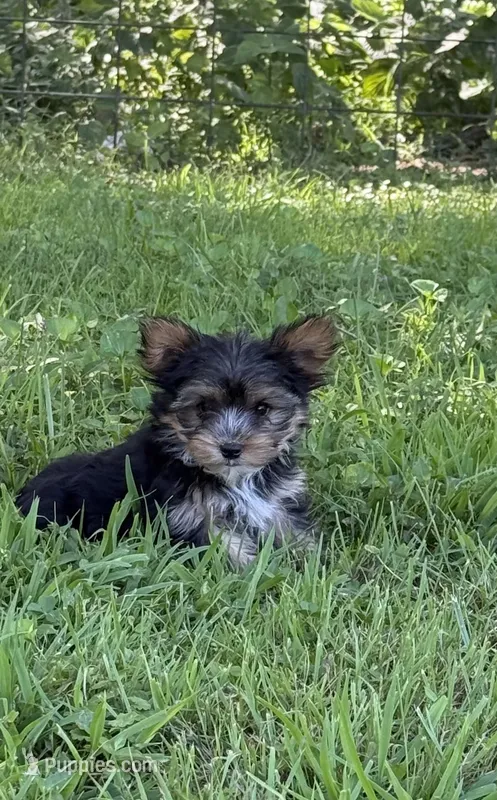 Chipper – Yorkshire Terrier puppy for sale in Versailles, MO