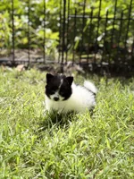 Bear, a male Pomeranian for sale in Versailles, MO – 3 of 3