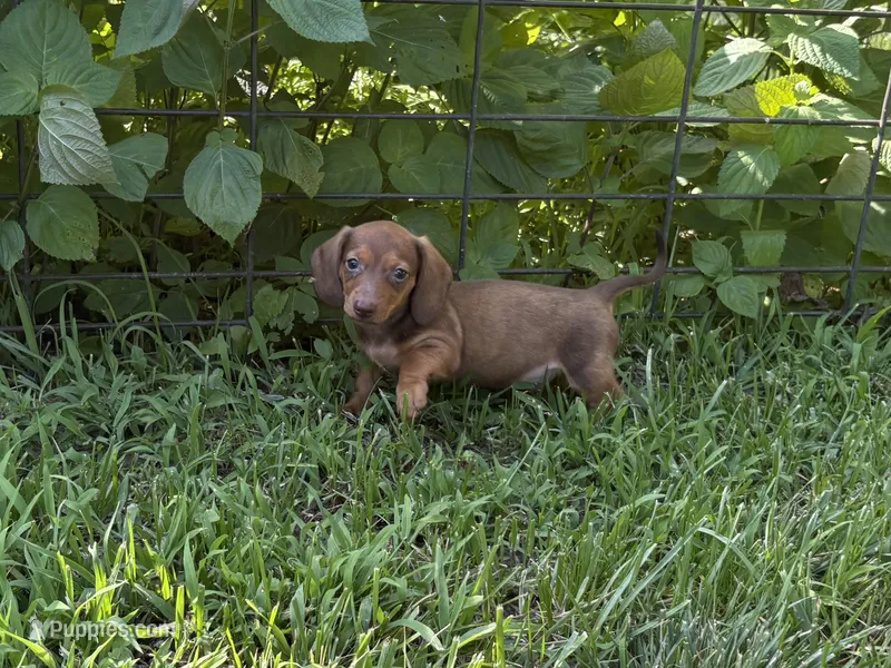 Red  – Miniature Dachshund puppy for sale in Versailles, MO