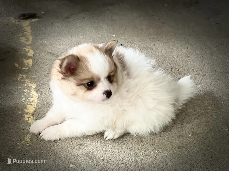 Peanut  – Pomeranian puppy for sale in Versailles, MO