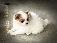 Peanut , a male Pomeranian for sale in Versailles, MO – 1 of 2