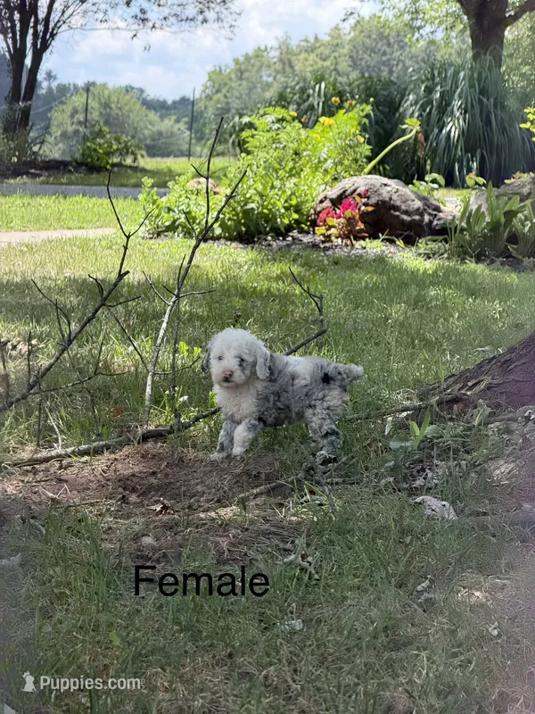 Dutchess – Poodle - Miniature  puppy for sale in Versailles, MO